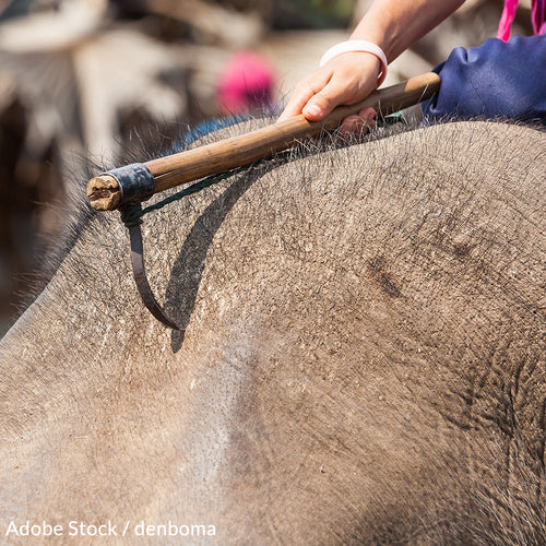 USDA: Ban Bullhooks Now!