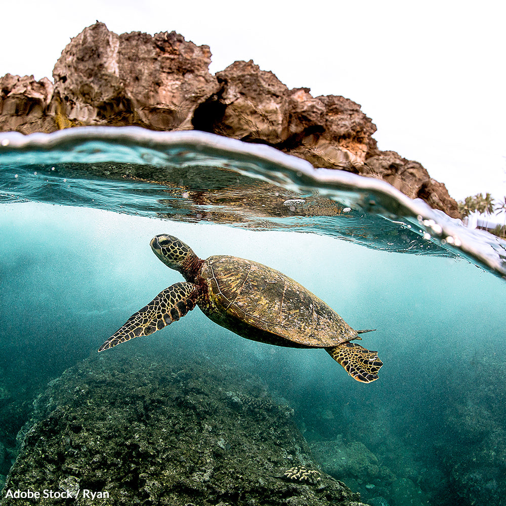 Protect Sea Turtles From Extinction | The Animal Rescue Site