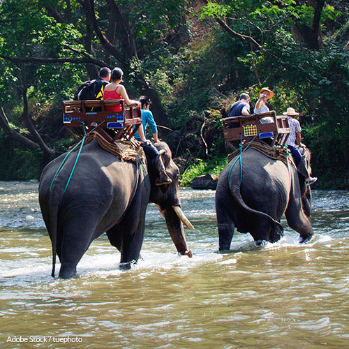 No One Needs To Ride An Elephant | The Animal Rescue Site