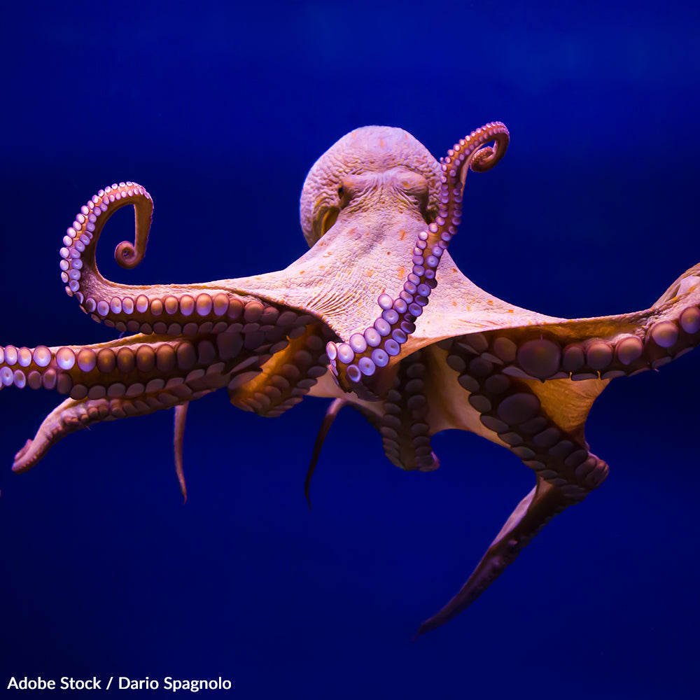 Stop Octopus Farming in the Canary Islands | The Animal Rescue Site