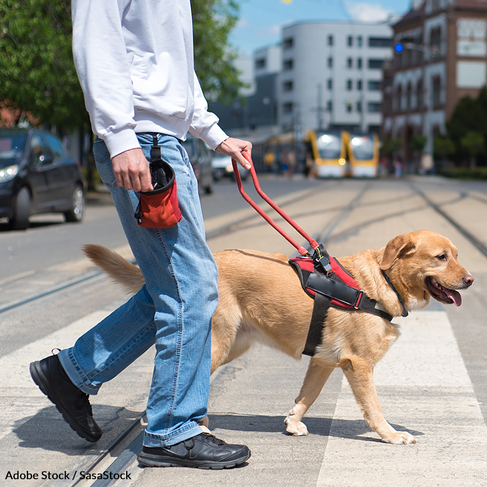 Pledge To Honor The Work Of Guide Dogs | The Animal Rescue Site