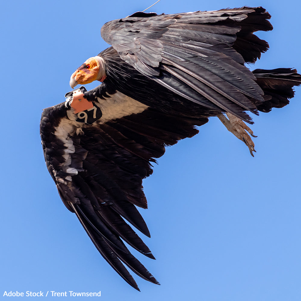 Save the California Condor from Lead Poisoning | The Animal Rescue Site