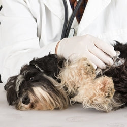 Don't Let Compound 1080 Harm Your Pet!