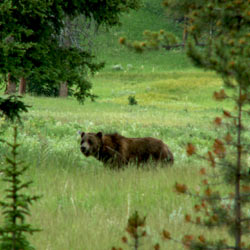Tell Canada to Protect the Great Bear Rainforest!