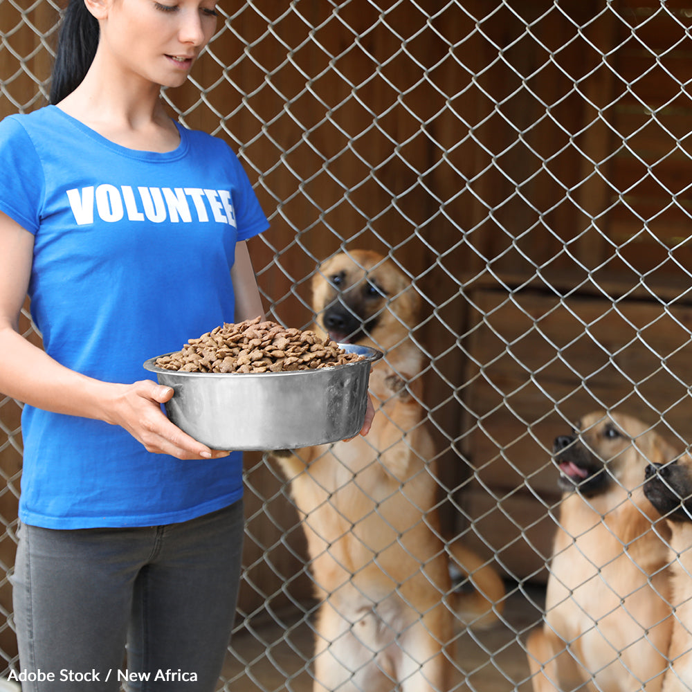 Support Pet Rescue Support Pet Food Pantries And Keep Families Together | The Animal ...