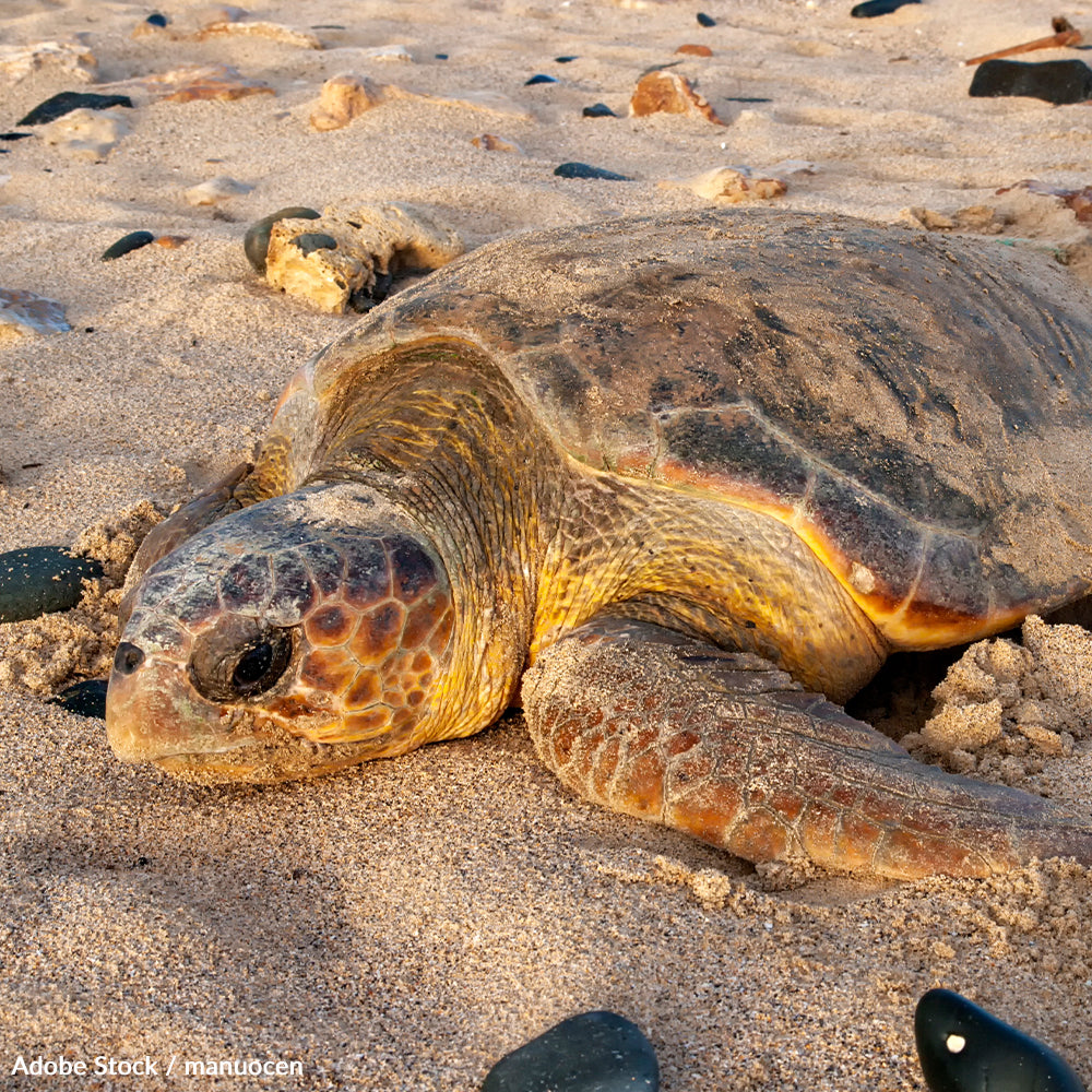Save the Loggerhead Sea Turtle from Extinction | The Animal Rescue Site
