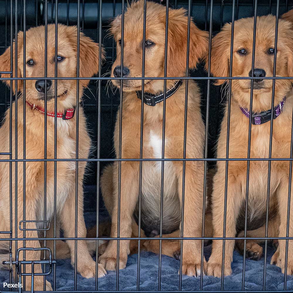 Support Teddy's Law for Lab-Tested Animals The Animal Rescue Site