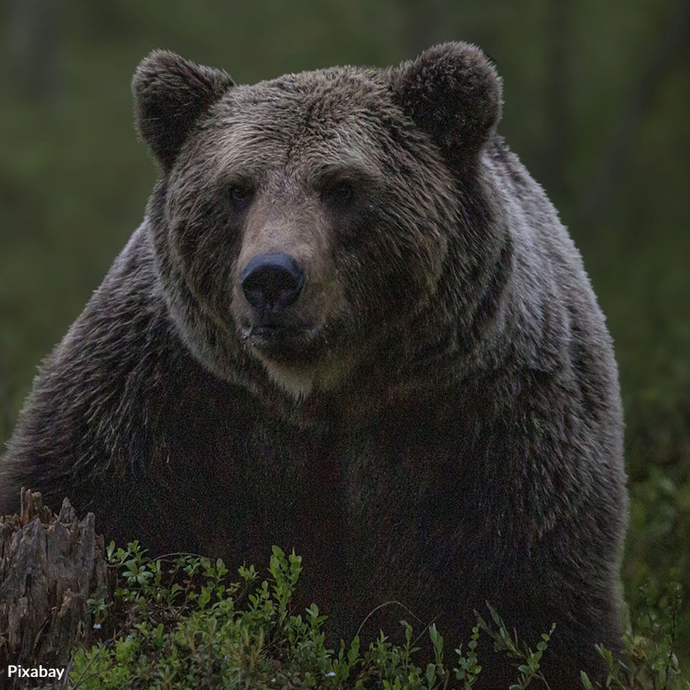 Protect Bears Protect Bears and Humans | The Animal Rescue Site
