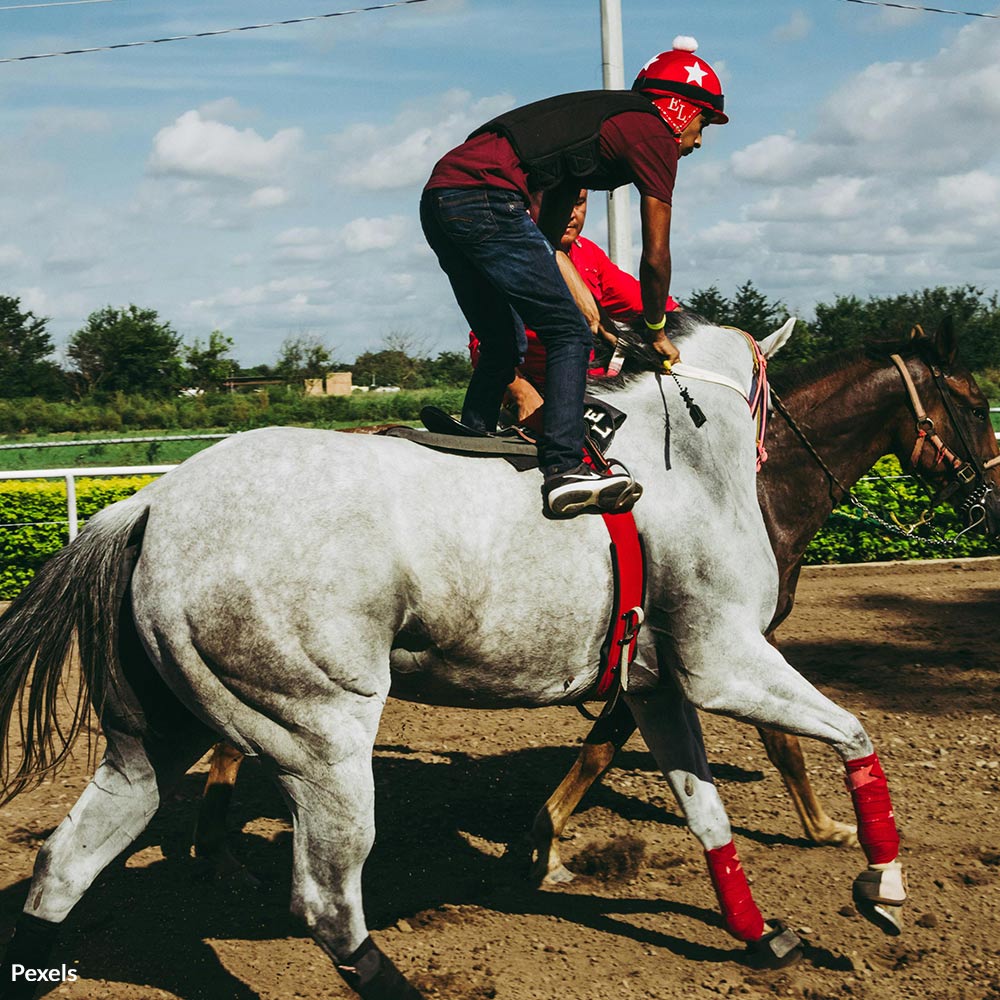 Bush Track Racing Stop the Carnage in Georgia's Shadowy Bush Track Races | The Animal ...