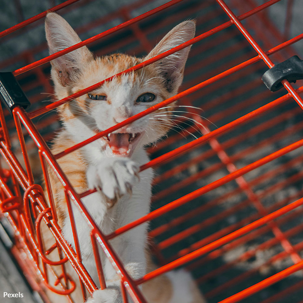 Protect Innocent Lives — Take Action Against Cat Abuse on Social
