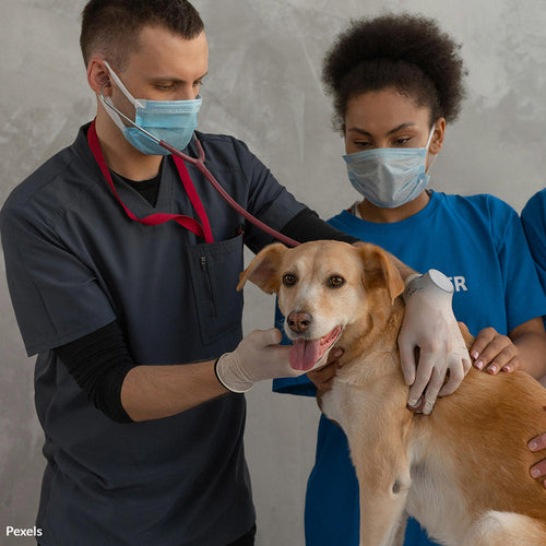 Stop Corporate Greed from Endangering Our Pets