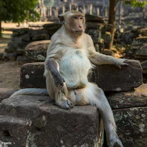Protect Angkor’s Innocent Monkeys from Exploitation on YouTube