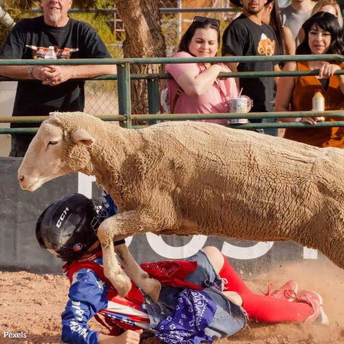 Stop The Vicious Abuse Of Terrified Sheep