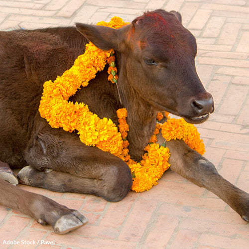 Stop the Brutal Slaughter at Nepal's Gadhimai Festival