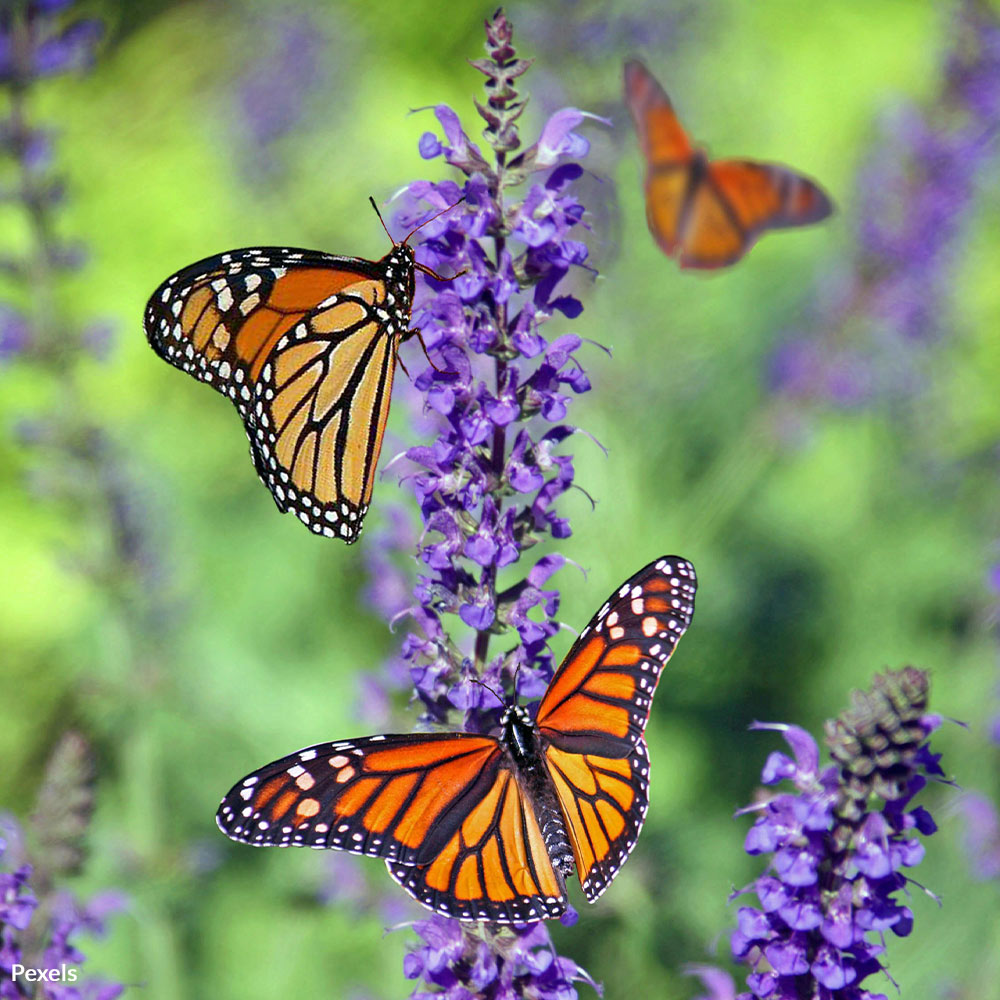 Save Our Endangered Pollinators From the Scourge of Toxic Malathion