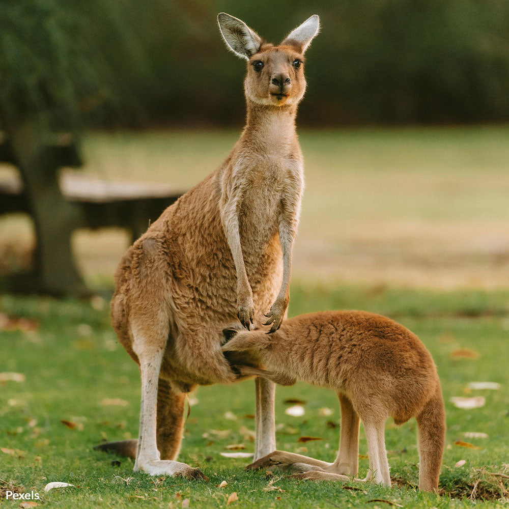 End The Brutal Slaughter Of Kangaroos For High-End Fashion
