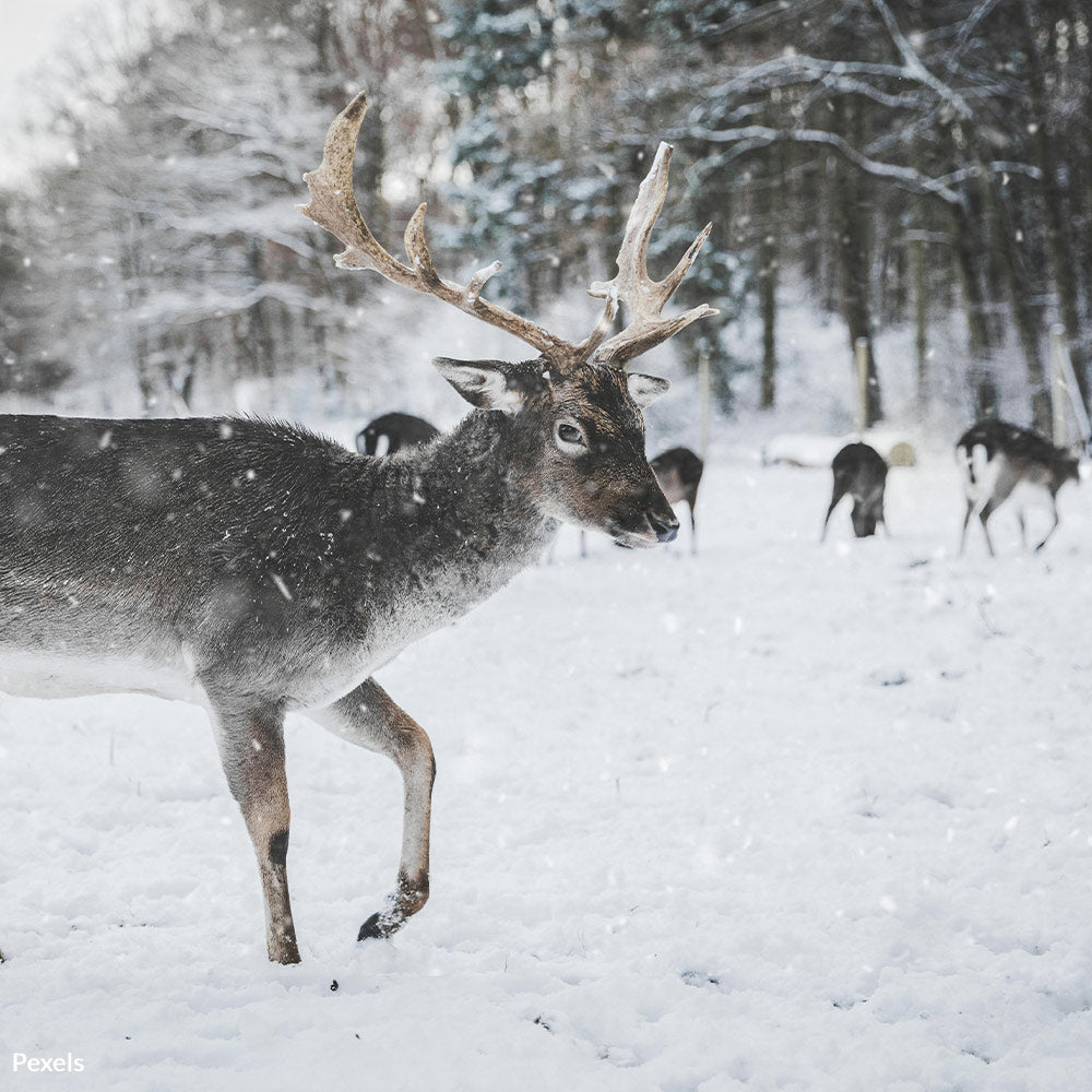 Stop Wisconsin’s Wildlife Massacre — Protect Animals from Poachers