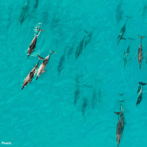 Protect Dolphins from Drowning in Plastic