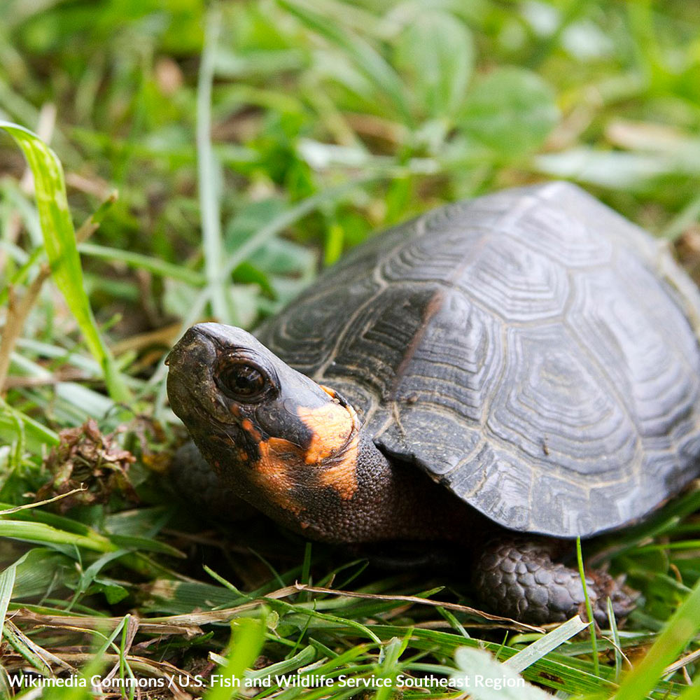 Animals Atbogs Stop Habitat Destruction And Protect Our Precious Bog Turtles | The ...