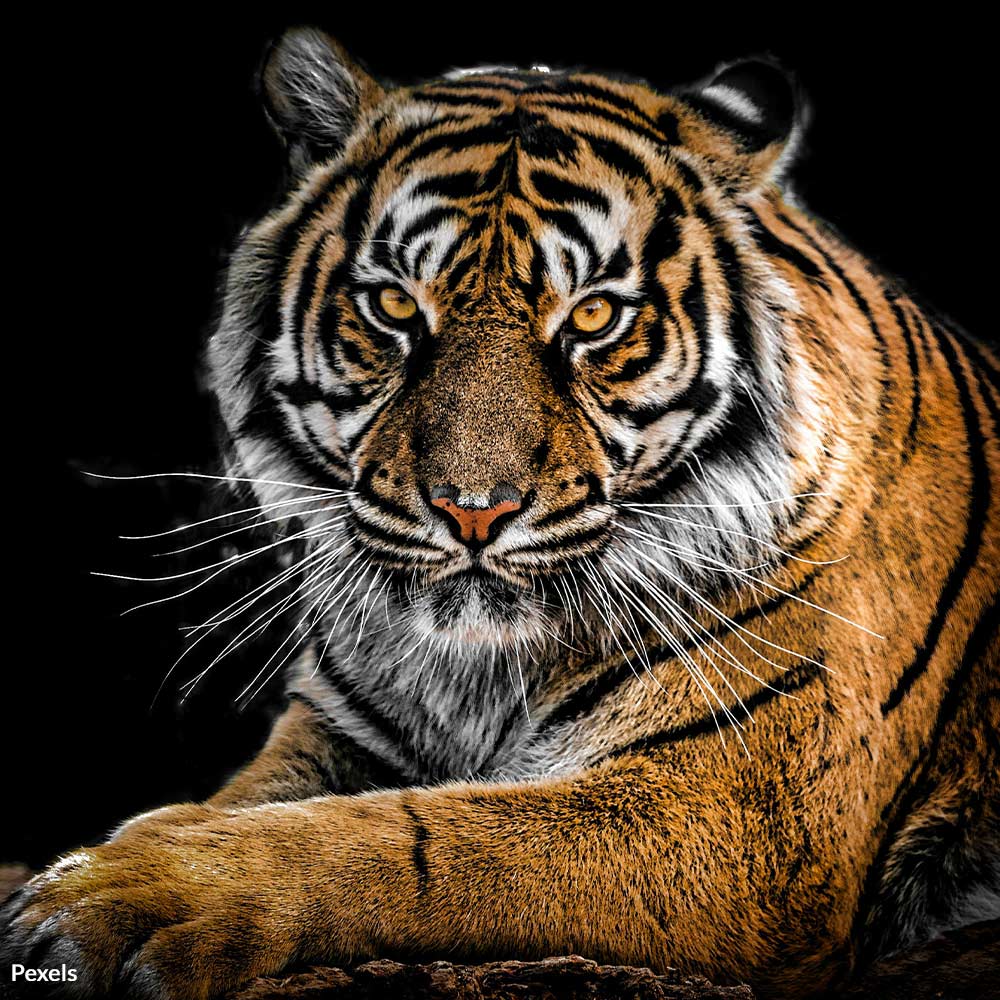 Save Rare Malayan Tigers From Ruthless Poachers