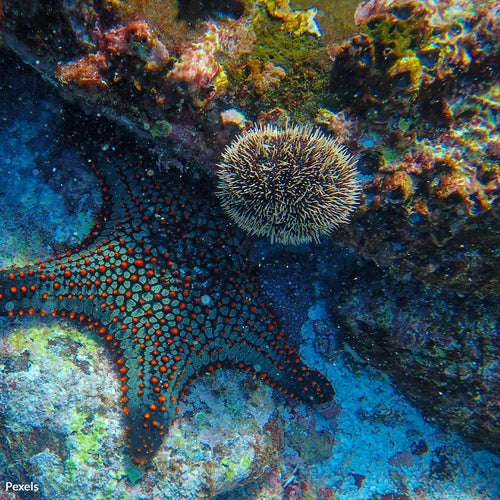 Ban Toxic Sunscreen Chemicals And Protect Our Coral Reefs