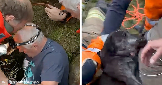 Rescuers in safety gear work together to assist a dog in a difficult outdoor rescue situation.