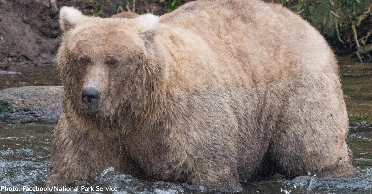 Fats Bear Week is Occurring Now – Meet This Yr’s Contenders Fats Bear Week is Occurring Now – Meet This Yr’s Contenders