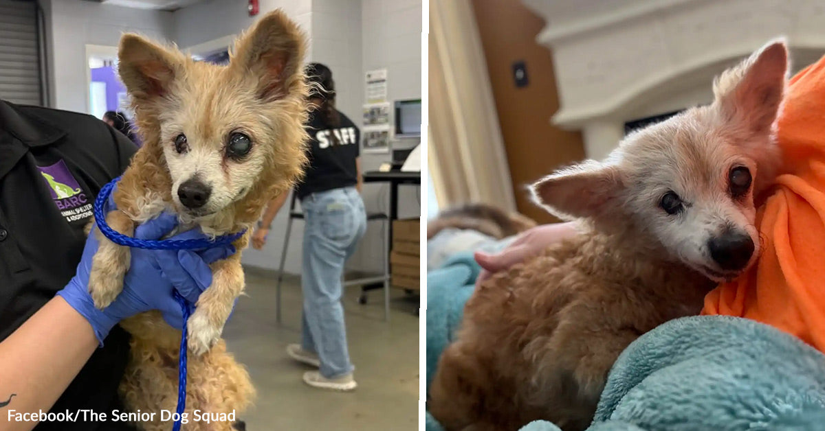 Twenty Two Year Old Dog Gets Dumped At A Shelter After Fifteen Years Of ...