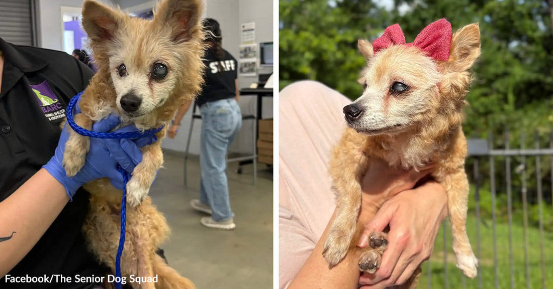 Small senior dog with cloudy eyes is held by a person indoors, while a second image shows the same dog outside wearing a pink bow.