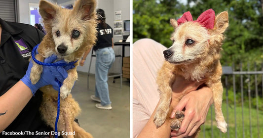 Small senior dog with cloudy eyes is held by a person indoors, while a second image shows the same dog outside wearing a pink bow.