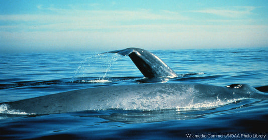 9 Cool Facts About the Blue Whale