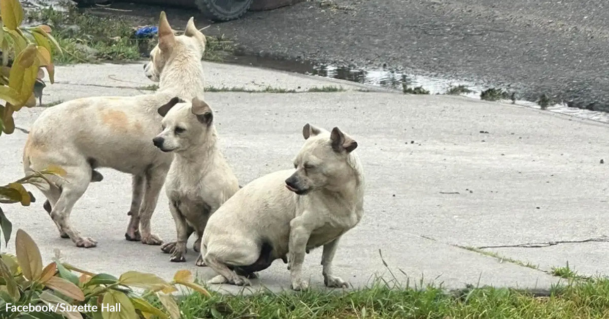 Three Deserted Puppies Refuse To Go away Every Different Whereas Ready For Rescue Three Deserted Puppies Refuse To Go away Every Different Whereas Ready For Rescue