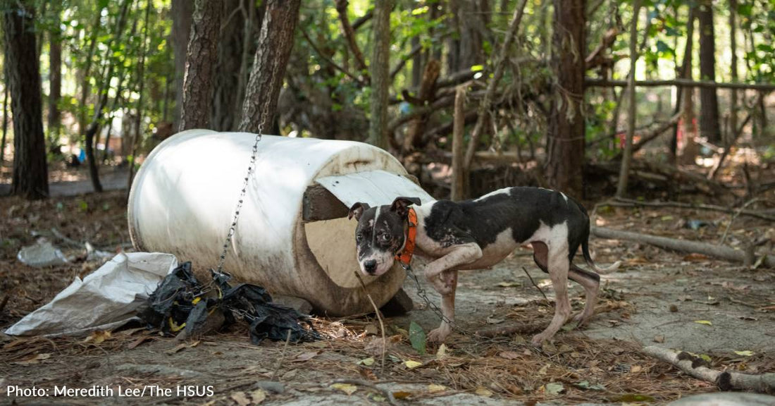 Over 300 Dogs Rescued From Largest Dogfighting Ring Bust In South Carolina | The Animal Rescue Site