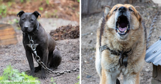 Split image of two chained dogs: on the left, a black dog sits on dirt with a heavy chain attached to its collar; on the right, a tan dog barks with its mouth open wide while tethered near a doghouse.