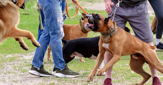 Several dogs on leashes lunging and barking aggressively while handlers try to restrain them outdoors.