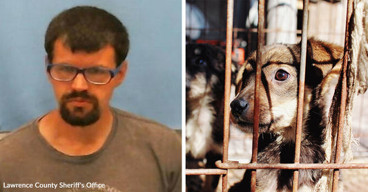 Split image of a man’s mugshot and a small dog behind metal cage bars looking outward.