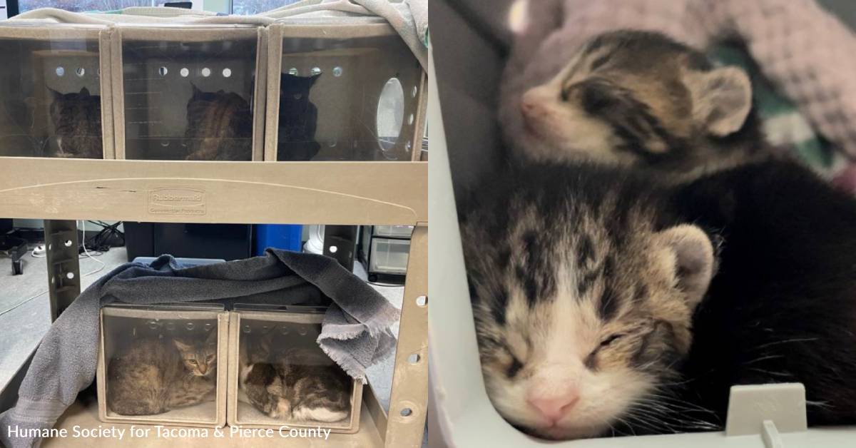 Ooglecat Rescue More Than 40 Neglected Cats and Kittens Rescued From Washington Home ...