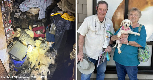 Multiple small dogs crowded inside a cluttered, unsanitary room filled with debris and household items. An older couple stands outside holding a small white dog, smiling after what appears to be an adoption or rescue.