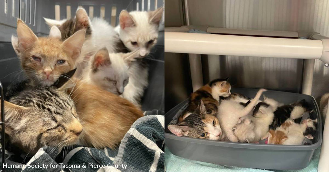 50 Neglected Cats and Kittens, Some Facing Possible Eye Removal, Rescued From Same Home