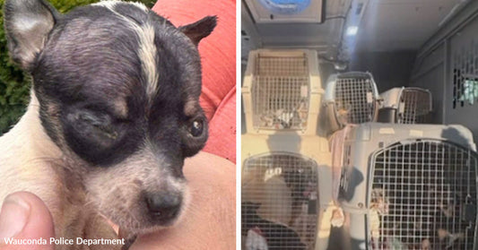 Close-up of a small puppy with one eye injured or closed, being held gently. Interior of a vehicle filled with multiple dogs inside crates stacked closely together.