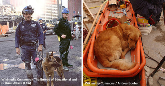 Split image showing a police officer with his German Shepherd at Ground Zero on the left, and a golden retriever resting in a stretcher on the right.