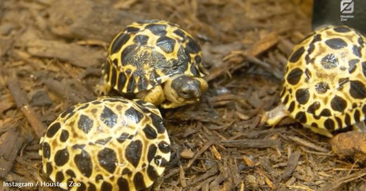 90-Year-Old Tortoise From Critically Endangered Species Becomes First Time Dad