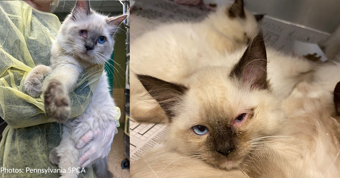 92 Neglected Cats & Kittens Finally Getting Care They Need After Being Rescued From Pennsylvania Breeder