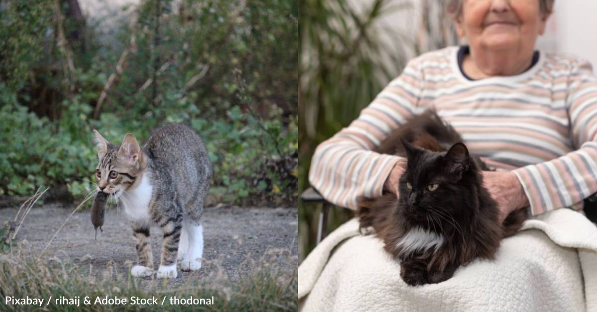 Jobs for Cats: Nine Positions That Our Feline Friends Have Held | The ...