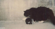 A small black-and-white kitten standing close to a larger black-and-white adult cat in front of a concrete wall, the adult cat protectively leaning over the kitten.