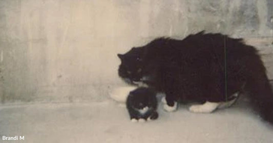 A small black-and-white kitten standing close to a larger black-and-white adult cat in front of a concrete wall, the adult cat protectively leaning over the kitten.