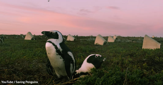 Artificial Nests Offer African Penguins a Last Hope as Populations Dwindle