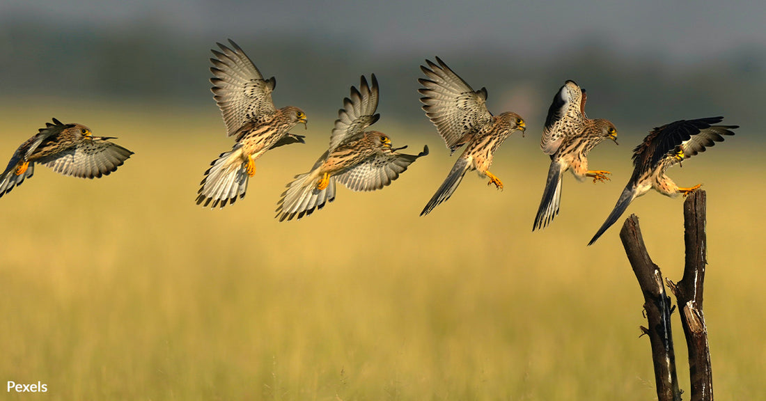 The Plight of the American Kestrel: A Species In Decline While Others Bounce Back