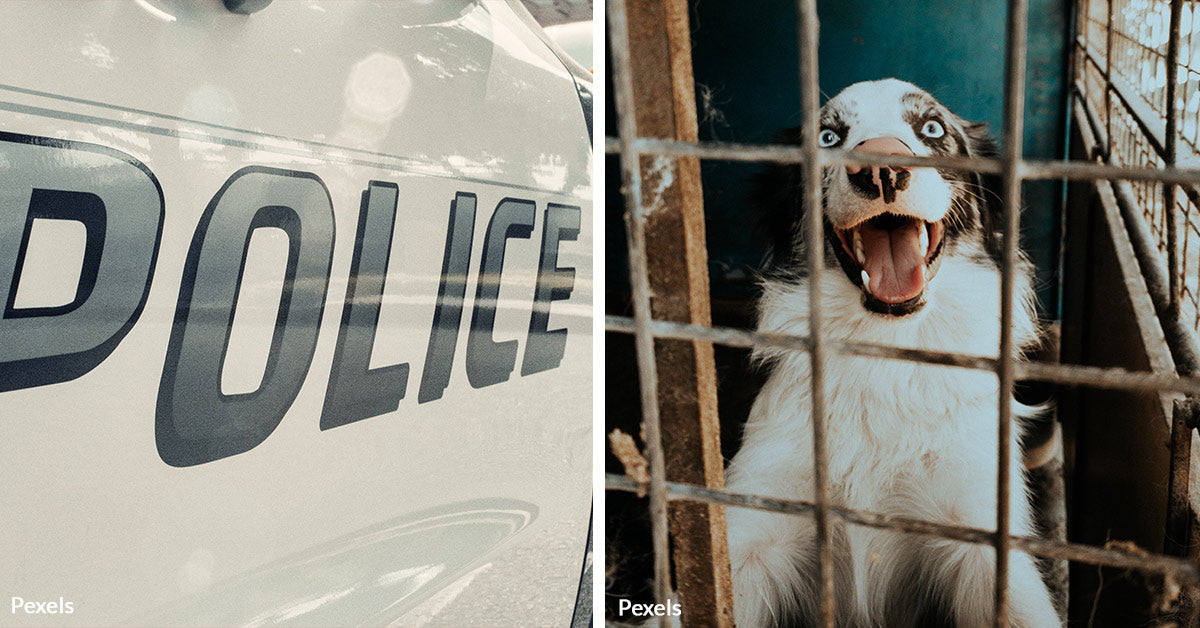 House of Horrors Discovered in Arizona: Over 50 Dogs In Filth, Feces ...