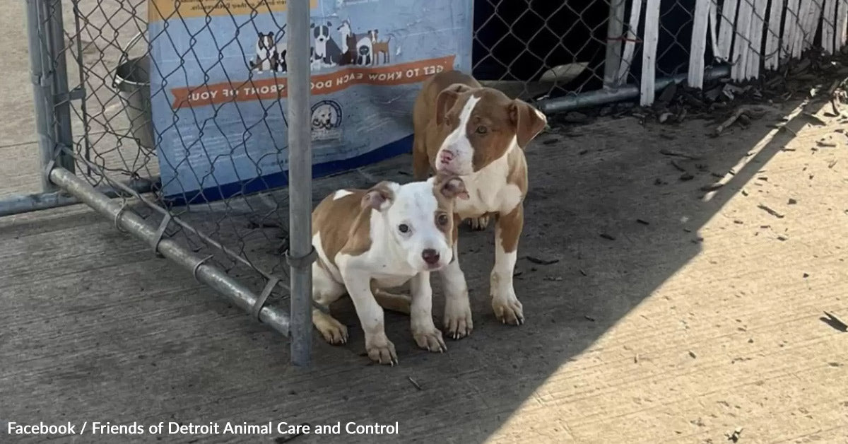 Deserted Puppies Tremble Behind Shelter Fence Ready To Be Seen